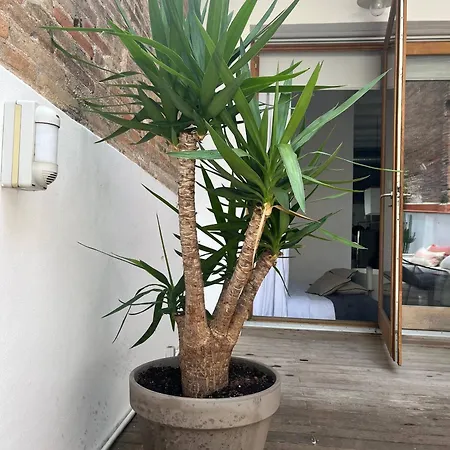 Born Penthouse Loft 1 *
